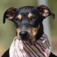 YAYO - Ubeda, Pinscher-Mischling - unkastriert Welpen - Rüde