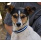 YEDRA, Ratonero Bodeguero Andaluz (span.Jack Russel) - Hündin
