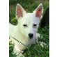 YETI, Jack Russel/Spitzmix,Pflegestelle Bgld/Wien Welpen - Rüde