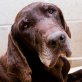 YIMBO ... EINE LIEBE VERGESSENE SEELE! - Rüde