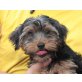 YIMY, Yorkshire Terriermix, Pflegestelle Nähe Wien Welpen - Rüde