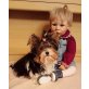 YNA, Biewer Yorkshire Terrier a la pon pom - Hündin