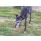 YODA, Pflegestelle Niederösterreich, BLIND - Na und? Whippet - Rüde