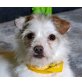 YOEL, Terrier-Mischling - kastriert - Rüde