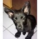 YOKI, Pflegestelle Wien, Yorkie-Mix Welpen - Rüde