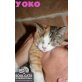 YOKO Katzenkind mit Handicap, Tierschutz - Katze