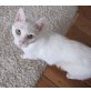 YOL, unbekannt - Katze