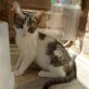 YOLI, Europäische Kurzhaarkatze - Katze