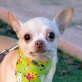 YOLI - Linares, Chihuahua - kastriert - Hündin