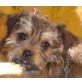 YOMO, Yorkiemischling,Pflegestelle Nähe Wien Welpen - Rüde