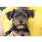 YOMY, Yorkshire Terriermix, Pflegestelle Nähe Wien Welpen - Rüde