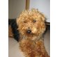 YORKEL, Pflegestelle Tirol, EIN ECHTER TRAUMHUND!  Yorkie/Pudelmix - Rüde