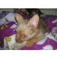 YORKI-CHIHUAHUA - Rüde