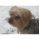 YORKI, Pflegestelle Wien, Perfekter kleiner Bürohund! Yorkshire-Terrier - Rüde