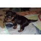 YORKY-JUNGS SUCHEN LIEBEVOLLES ZUHAUSE!!, Yorkshire Terrier Welpen - Rüde