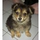 YOSHI, Pflegestelle Wien, Yorkie-Mix Welpen - Rüde