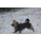 YOSIE, Yorkie Welpen - Rüde