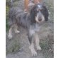 YUKI, Griffon Mischling, verspielt und lieb - Hündin