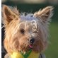 YUMA - Linares, Yorkshire-Terrier - kastriert - Hündin
