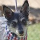 YUMA, Terrier-Mix, kastriert Welpen - Hündin