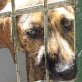 YUUKI ... HÜBSCHER WELPE SITZT IN TÖTUNG Welpen - Rüde