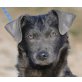 Yadira, Mischlings-Hündin/Welpe Welpen - Hündin