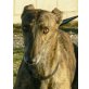 Yagger, kastriert, geb.07.2012, Galgo Español - Rüde
