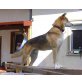Yago, Akita Inu Mischling - Rüde