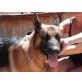 Yago, Deutscher Schäferhund - Rüde