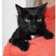 Yago, Hauskatze - Kater