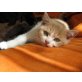 Yahoo von Peo-Cats, Britisch Kurzhaarkatze - Kater
