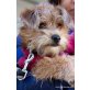 Yako, Yorkie-Mix - Rüde