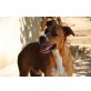Yako, freundlicher,verträglicher Boxer Mix - Rüde
