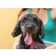 Yako,, verspielter Familienhund - Rüde