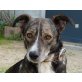 Yamie, 2 Jahre, 39 cm - Rüde