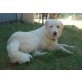 Yamila, Golden Retriever - Border Collie Mix - Hündin