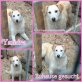 Yamira, Labrador-Mix Welpen - Hündin