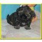Yammie Lady, Shih Tzu Welpen - Hündin