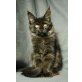 Yankee, Yazz, Maine Coon - Kater