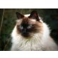 Yanni, Langhaar-Birmamix - Kater