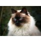 Yanni, Langhaar-Birmamix - Kater