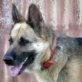 Yara, Deutscher Schäferhund - Hündin