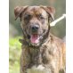 Yaris, Boxer-Mix - Rüde