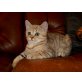 Yascha vom Zarentiger, Britisch Kurzhaarkatze - Kater