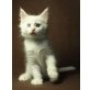 Yasmin, Maine Coon - Katze
