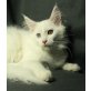 Yasmin, Maine Coon - Katze