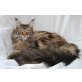 Yasmin und Zombie, Maine Coon - Kater