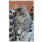 Yasmina, Maine Coon - Katze