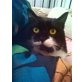 Yasmina, Perser Mix Bisher Wohnungshaltung - Katze