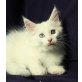 Yassy, Yo Yo, Ysabel, Maine Coon - Katze